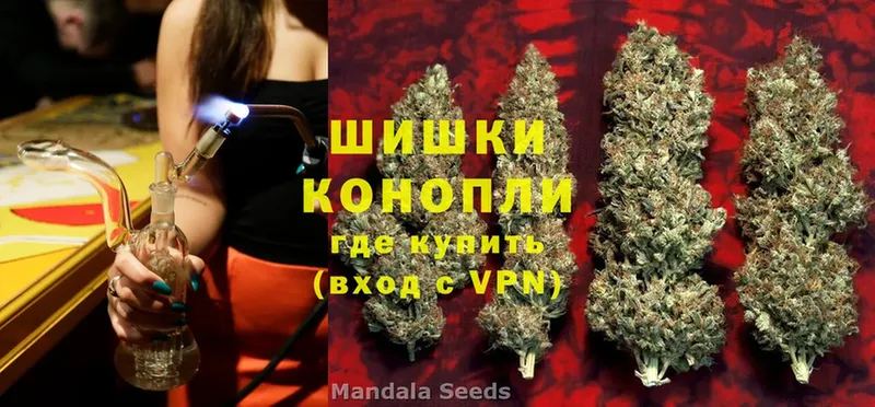 где найти   Кондрово  Канабис SATIVA & INDICA 